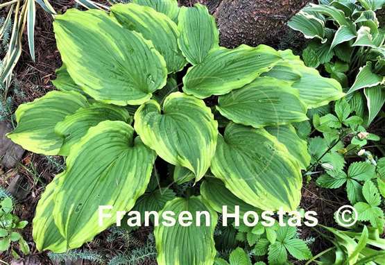 Hosta One Last Dance