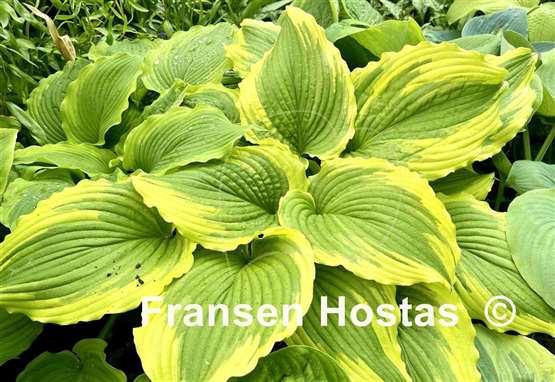 Hosta One Last Dance