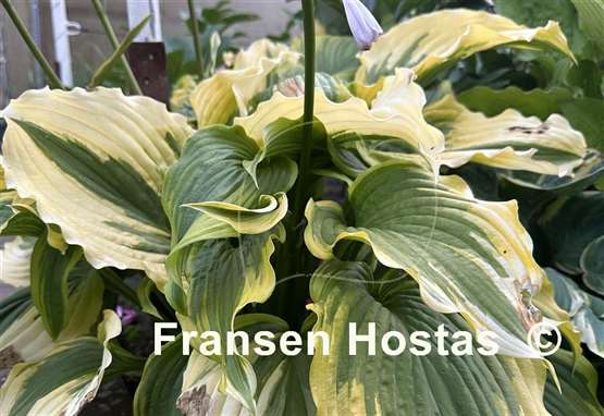 Hosta One Last Dance