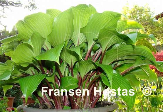 Hosta One Man's Treasure