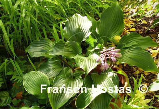Hosta One Man's Treasure