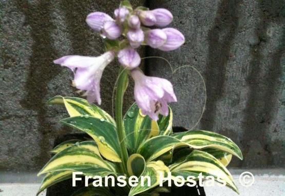 Hosta One Iota Supreme