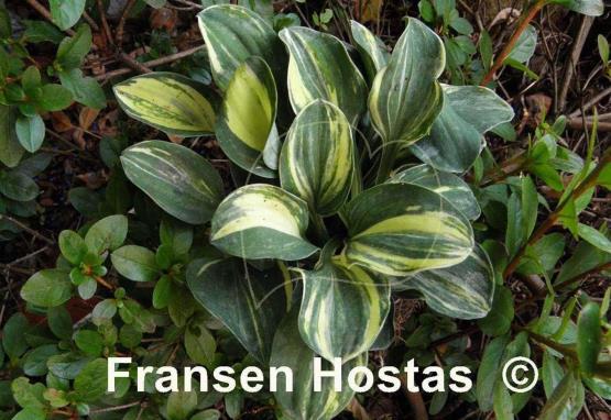 Hosta One Iota Supreme