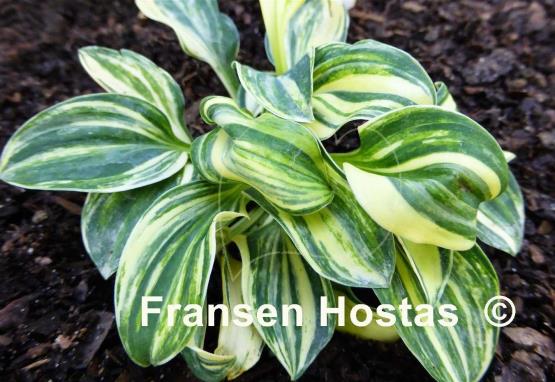 Hosta One Iota Supreme