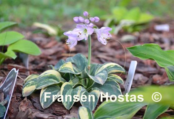 Hosta One Iota Supreme