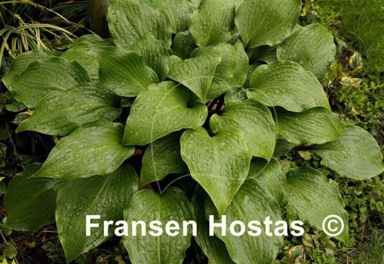 Hosta One Man's Treasure