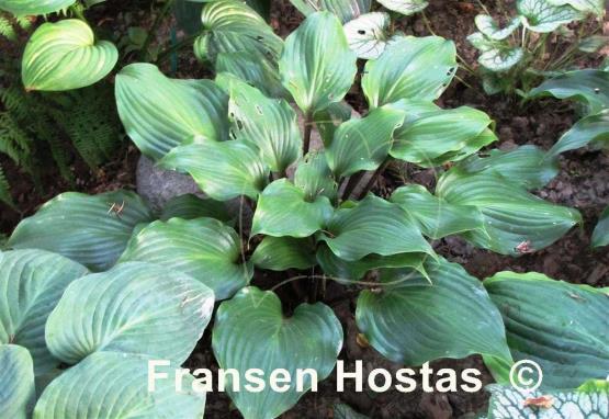 Hosta One Man's Treasure