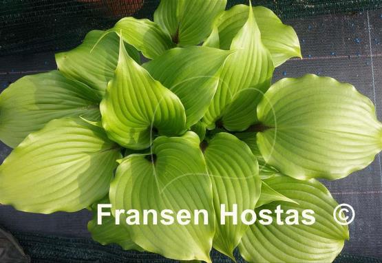 Hosta One Man's Treasure