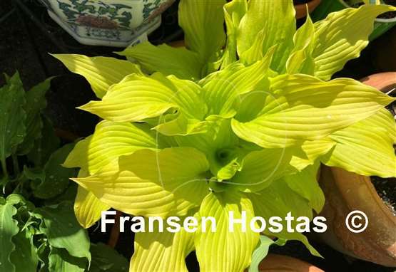 Hosta Ophir