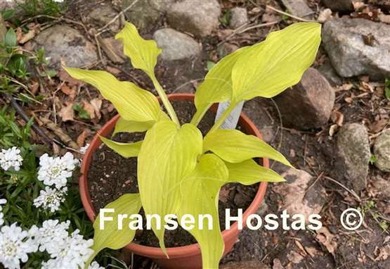 Hosta Ophir
