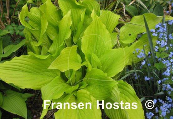 Hosta Ophir