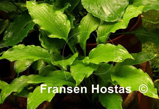 Hosta Ophir