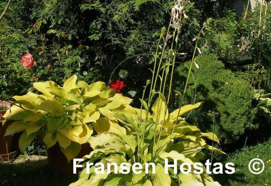 Hosta Ophir