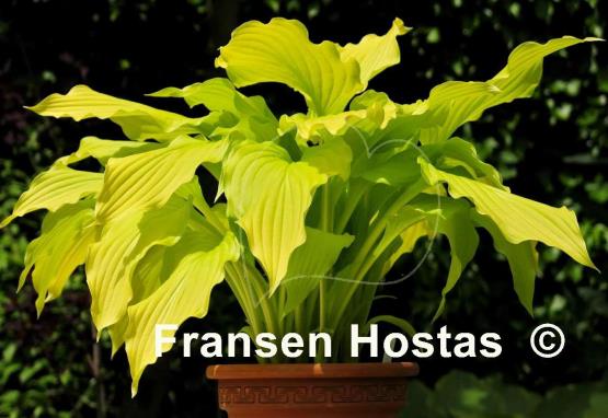 Hosta Ophir