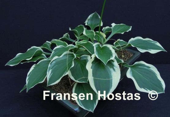 Hosta Ops
