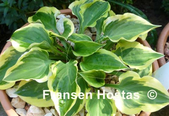 Hosta Ops