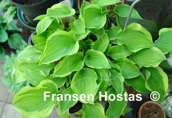 Hosta Ops