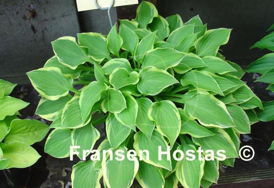 Hosta Ops