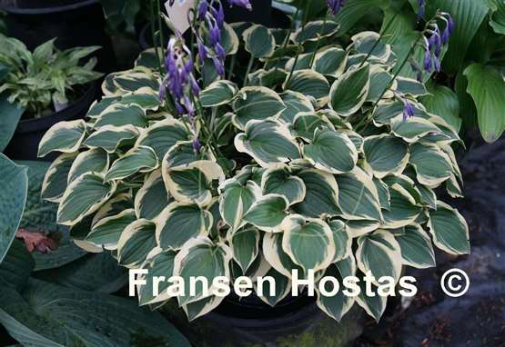 Hosta Ops
