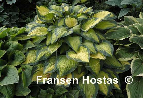 Hosta Orange Marmalade