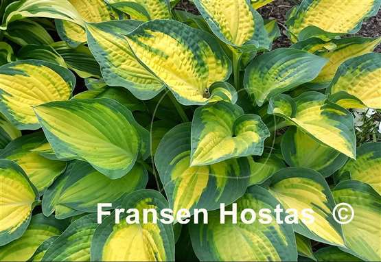 Hosta Orange Marmalade