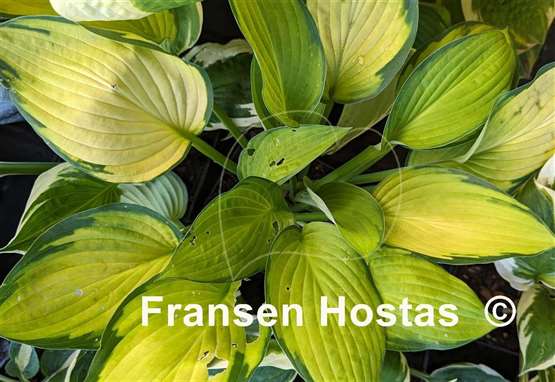 Hosta Orange Rose