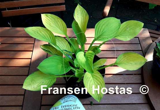 Hosta Orange Rose