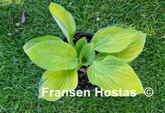 Hosta Orange Rose