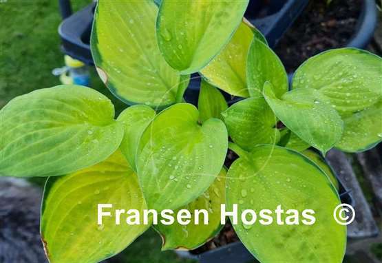 Hosta Orange Rose