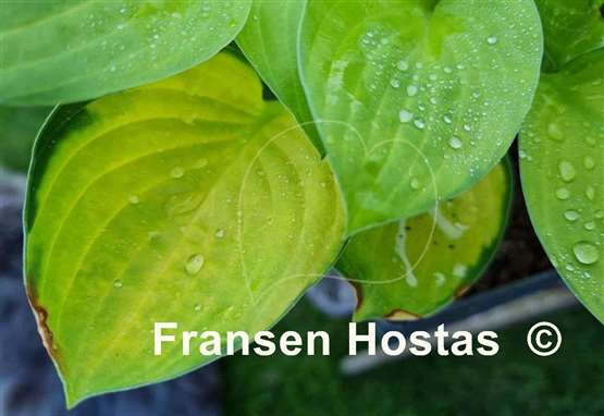 Hosta Orange Rose