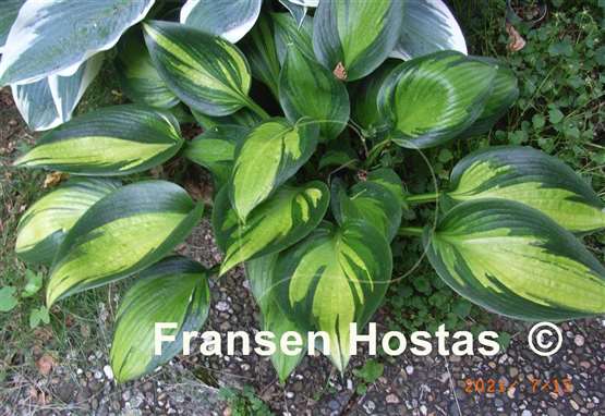 Hosta Orange Star