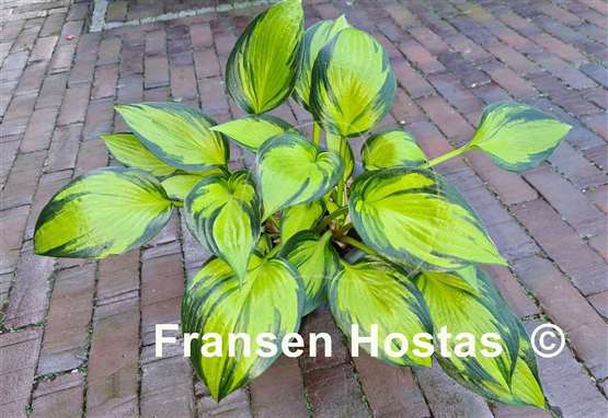 Hosta Orange Star