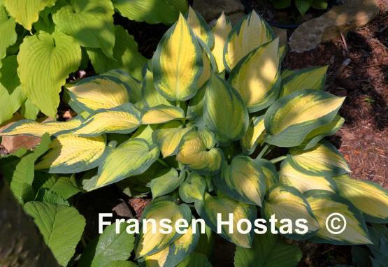 Hosta Orange Marmalade