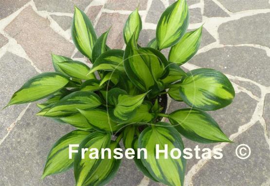 Hosta Orange Star