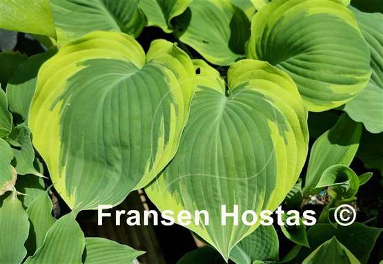 Hosta Orion's Belt