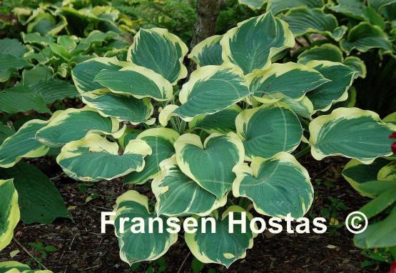 Hosta%20Orions-Belt-photo-made-by-Pola-B-Kijanska-8.jpg