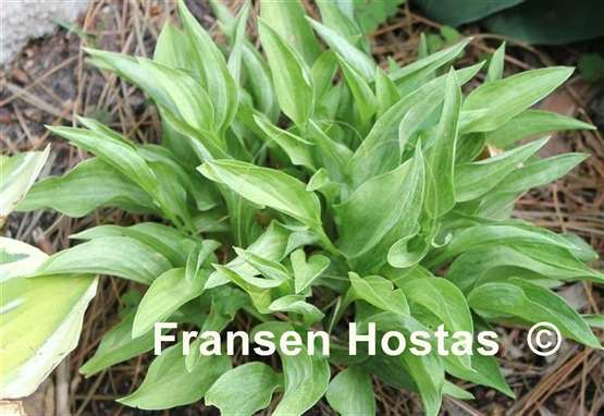 Hosta Out of the Fog