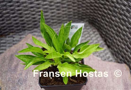 Hosta Out of the Fog