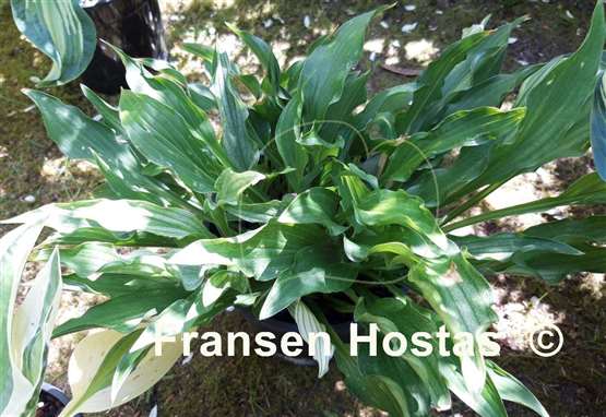 Hosta Outhouse Delight