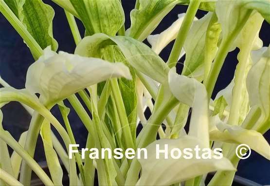 Hosta Outhouse Delight