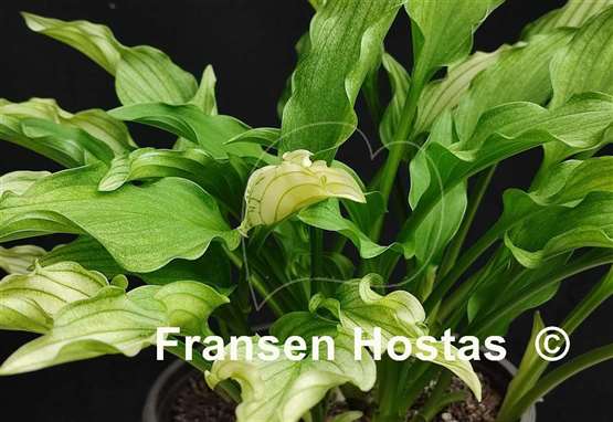 Hosta Outhouse Delight