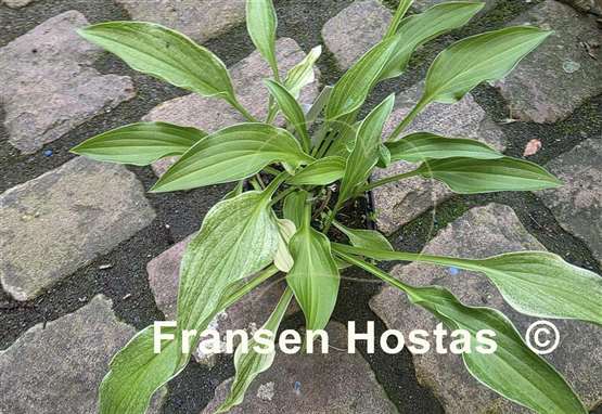 Hosta Outhouse Delight