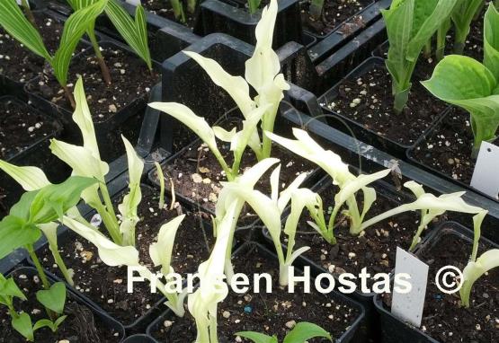 Hosta Outhouse Delight