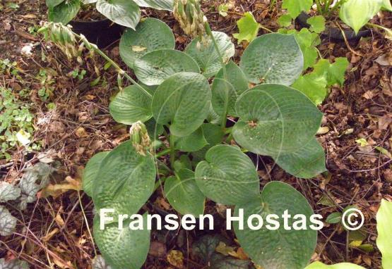 Hosta Ovalwood