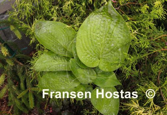 Hosta Ovalwood