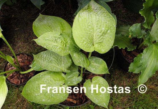 Hosta Ovalwood