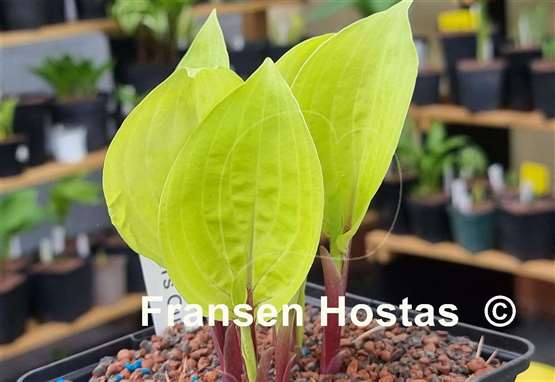 Hosta Owen's Outrage
