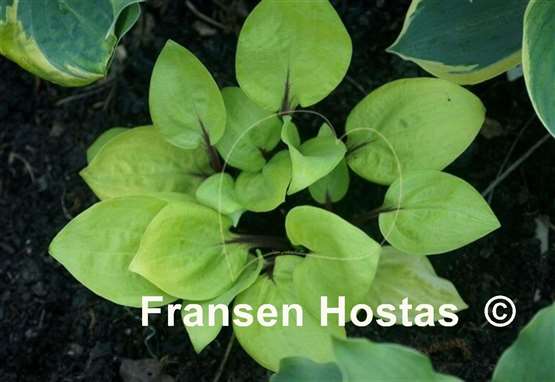 Hosta Owen's Outrage