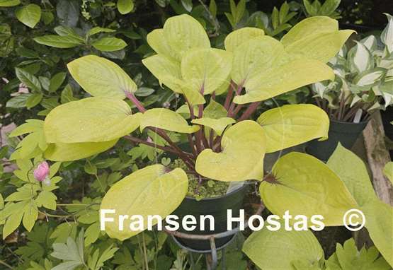 Hosta Owen's Outrage