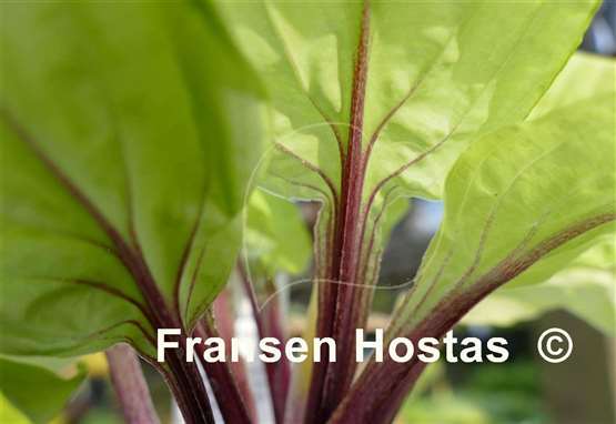 Hosta Owen's Outrage